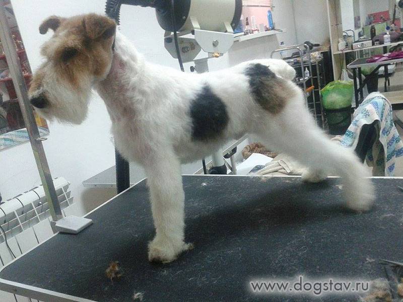 Причины тусклой шерсти у собаки – что делать, если у собаки тусклая шерсть | royal groom