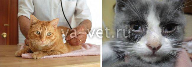 Ринотрахеит у кошек: способы заражения, лечение и профилактика