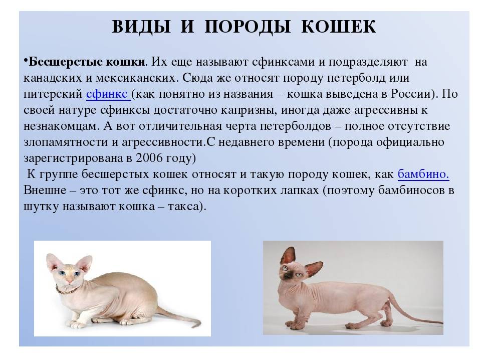 Кошки бурмилла: информация и характерные особенности