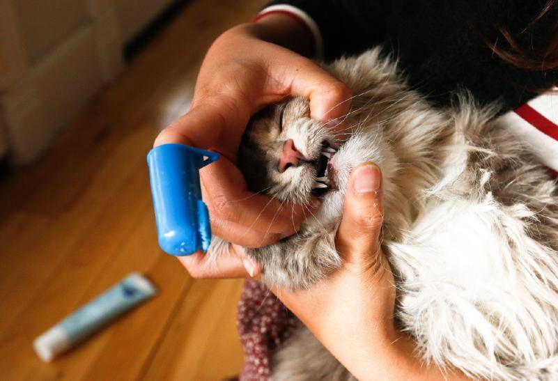 Сколько зубов у кошки? 19 фото строение и схема расположения кошачьих зубов у котят и взрослых котов. сколько их должно быть и когда они режутся?