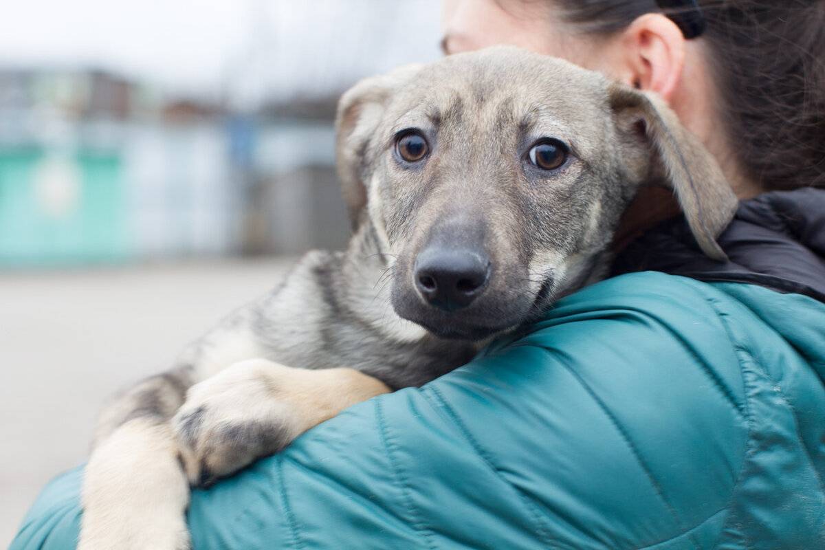 10 способов помочь бездомным животным