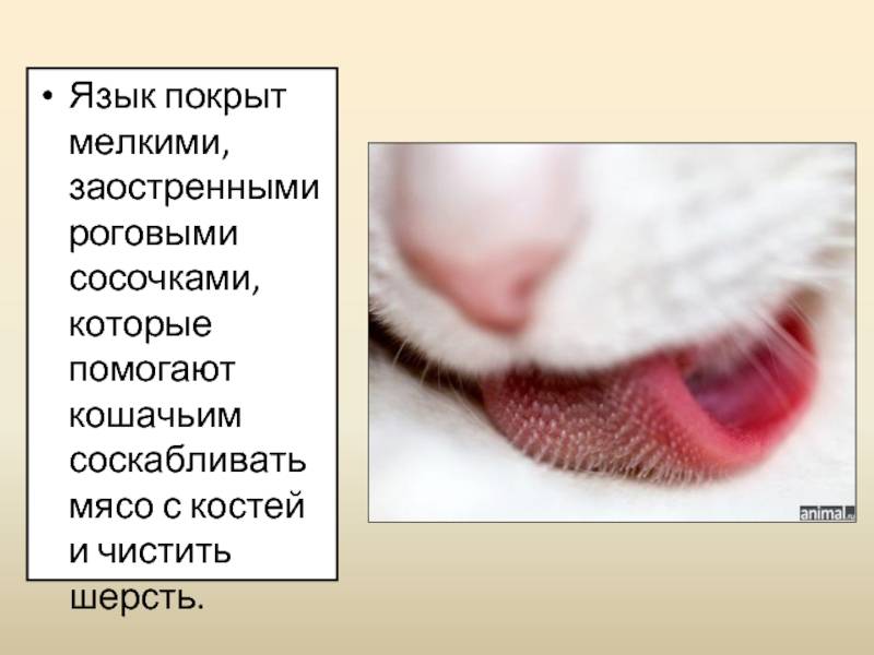 Почему у кошек шершавый язык