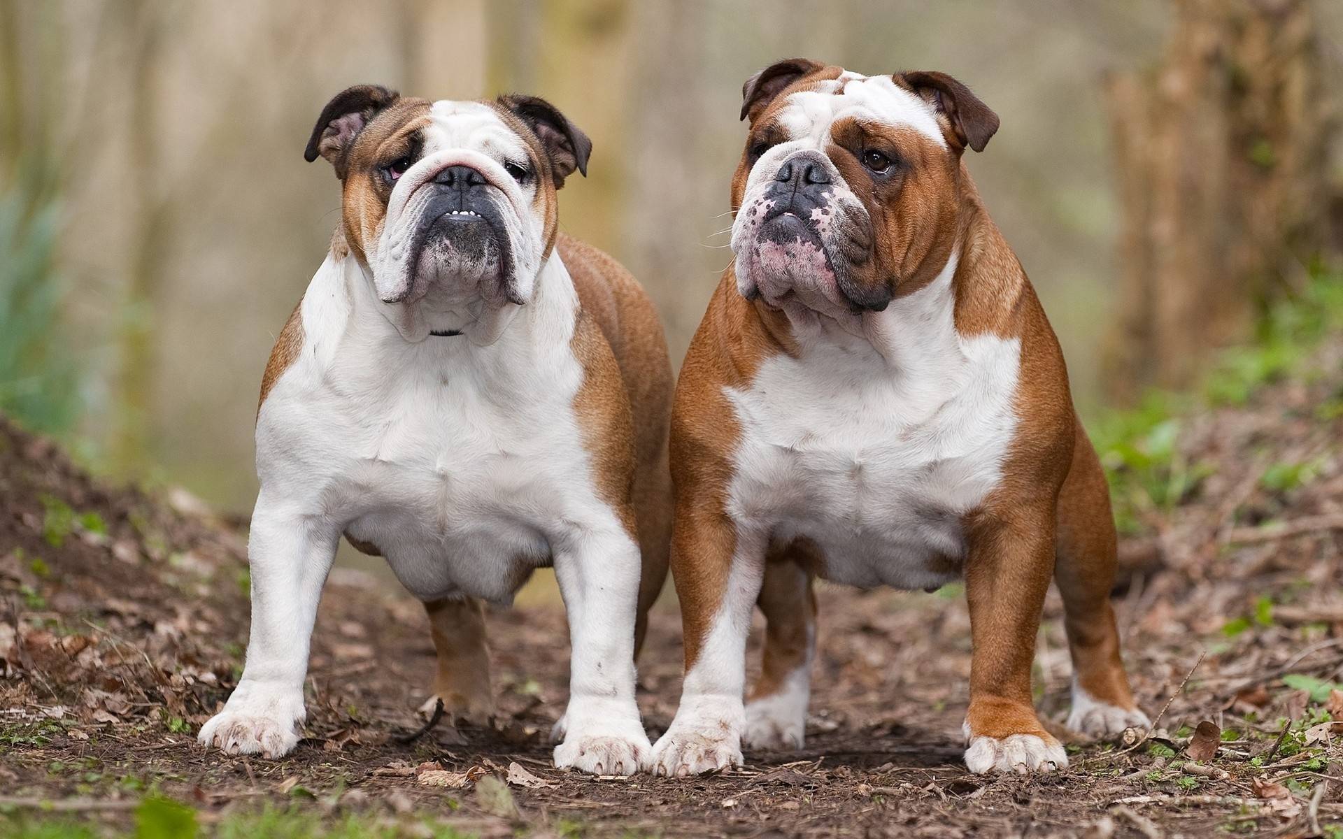 Доберман: описание породы собак с фото и видео