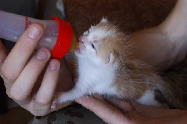 Как самостоятельно выкормить новорожденного котенка