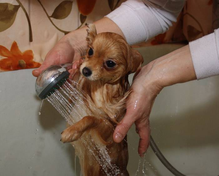 Сколько можно купать собаку. Мытье йоркширского терьера. Собака моется. Собака маленькая моются. Собаку моют.