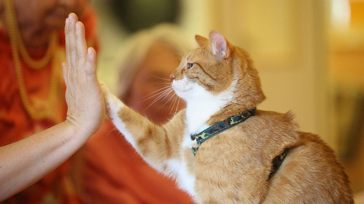Как правильно наказывать кошку – наказание кошки
