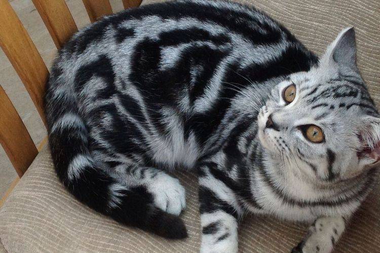 Мраморная кошка (классический табби): особенности окраса, породы, фото