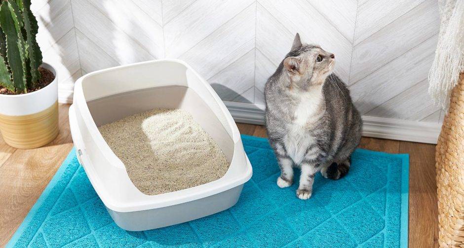 Как выбрать лоток и наполнитель для котенка | блог ветклиники "беланта"