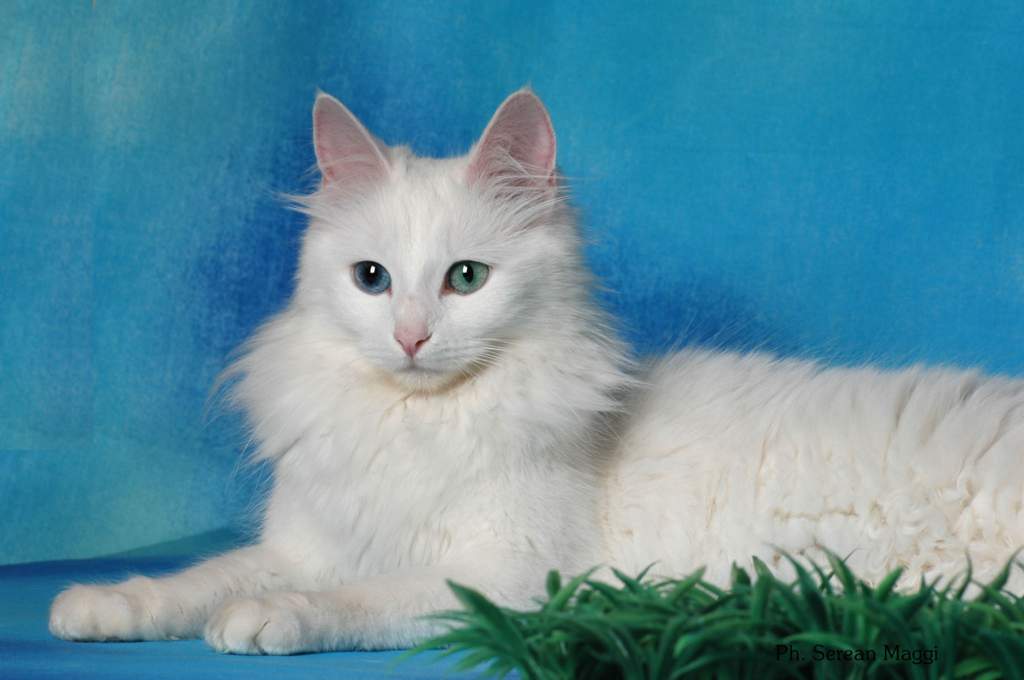 Турецкая ангора (ангорская кошка): заморская снежная красавица