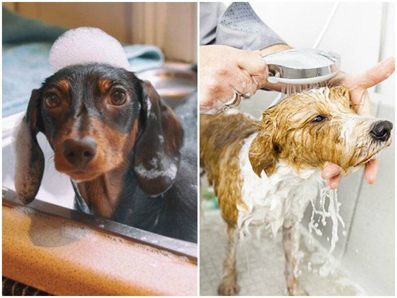 Когда можно купать щенка: с какого возраста можно мыть, правила и пошаговая инструкция