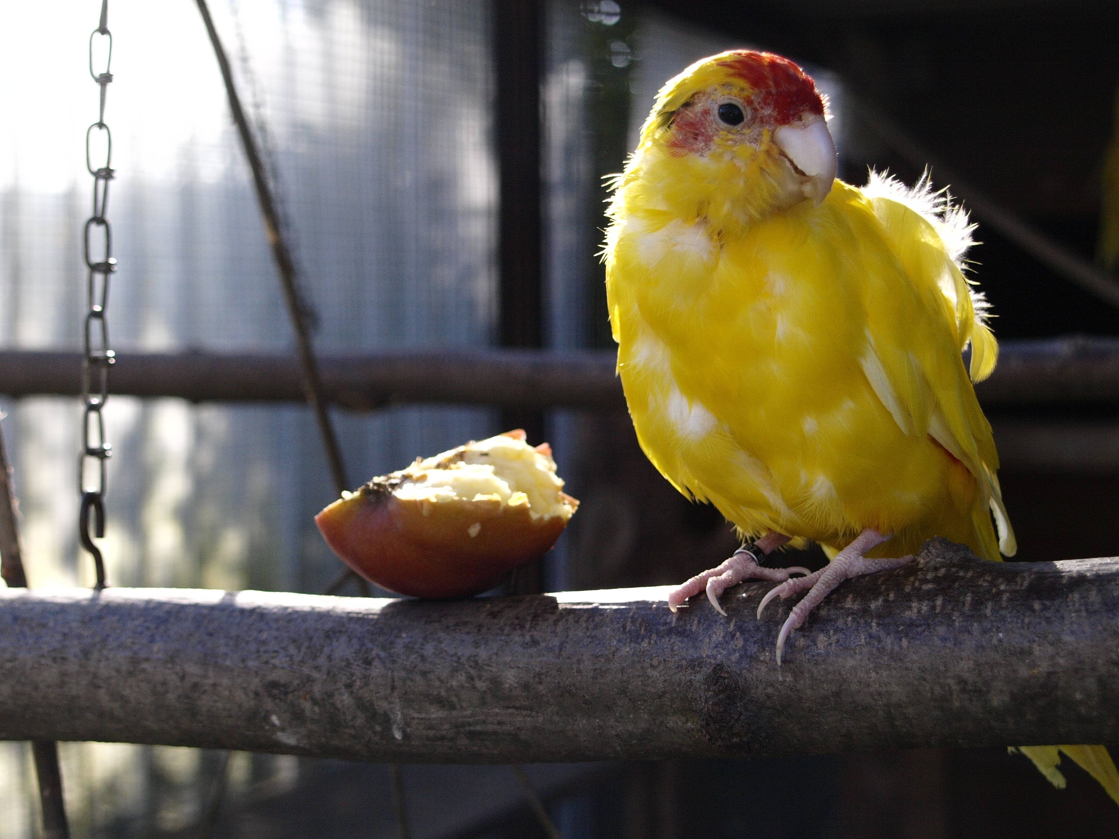 Не только попугайчики и канарейки: каких птиц держат дома | gafki.ru | яндекс дзен