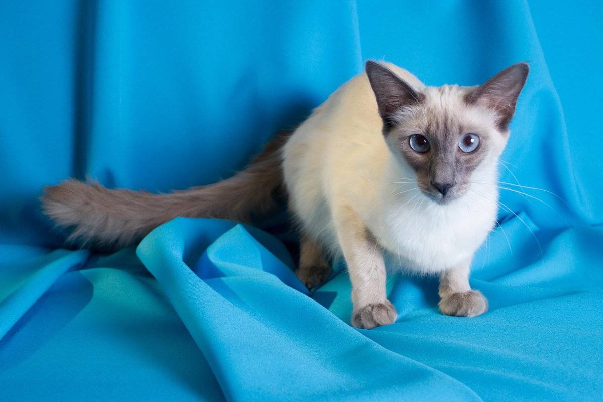 Балинезийская кошка — википедия. что такое балинезийская кошка