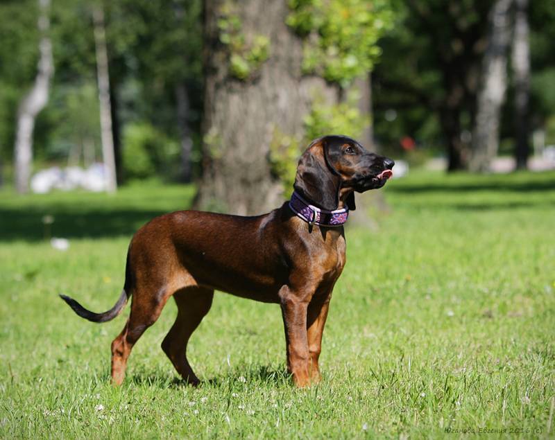 Баварская горная гончая — фото, цена | dog-care - журнал про собак