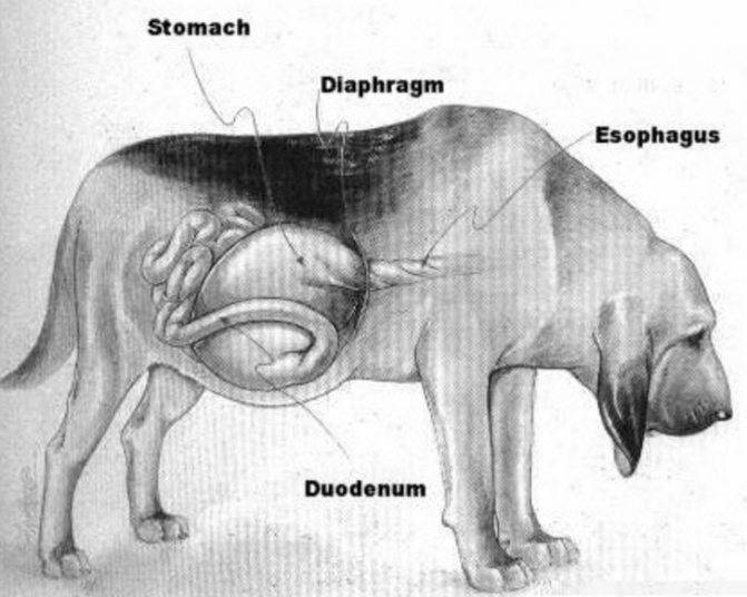 Язва желудка у собак и кошек - диагностика,  симптомы, лечение язвенной болезни желудка у собаки, кошки в москве . ветеринарная клиника "зоостатус"