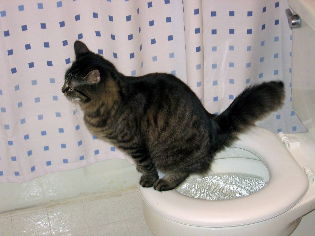 Почему кошка ходит мимо туалета, промахивается. что делать? как самостоятельно сделать правильный лоток