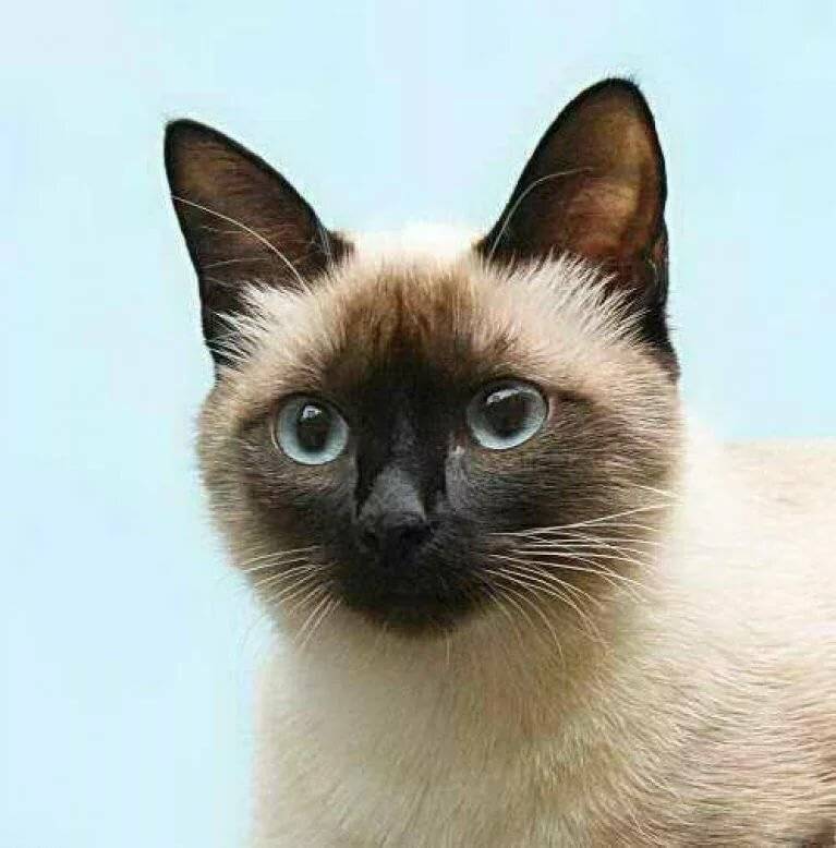 Сиамская кошка. особенности, образ жизни и уход за сиамской кошкой