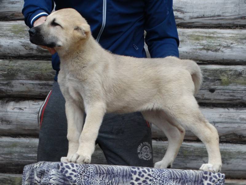 Турецкий кангал собака. описание, особенности, уход и цена турецкого кангала | животный мир