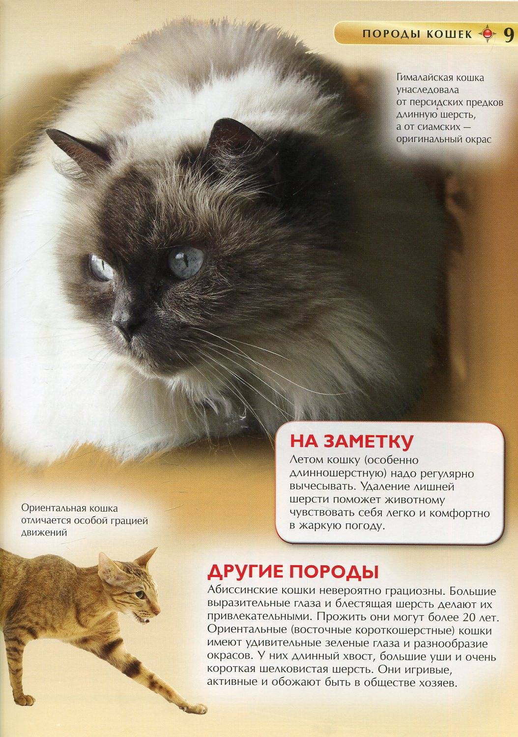 Гималайская кошка: описание, фото, цена, характер, уход и содержание породы