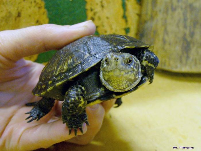 Красноухая черепаха - уход и содержание, чем кормить, болезни