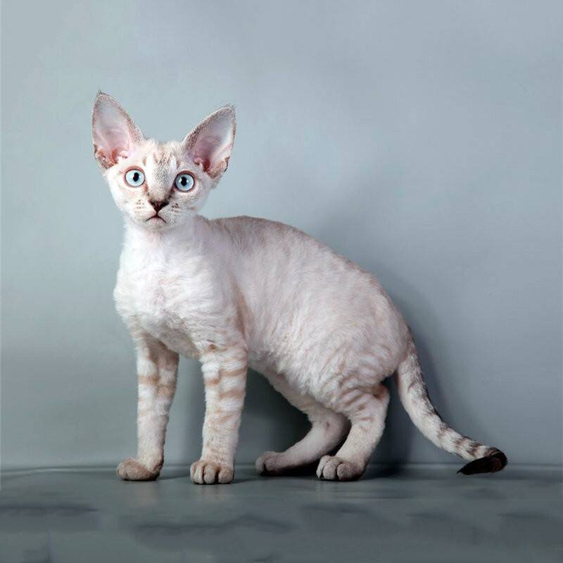 Канадский сфинкс – лысая кошка с бездонными глазами