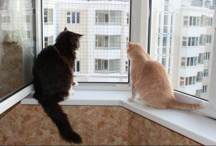 Падение с высоты кошки или кота - что делать, если кошка упала из окна? | caticat.ru