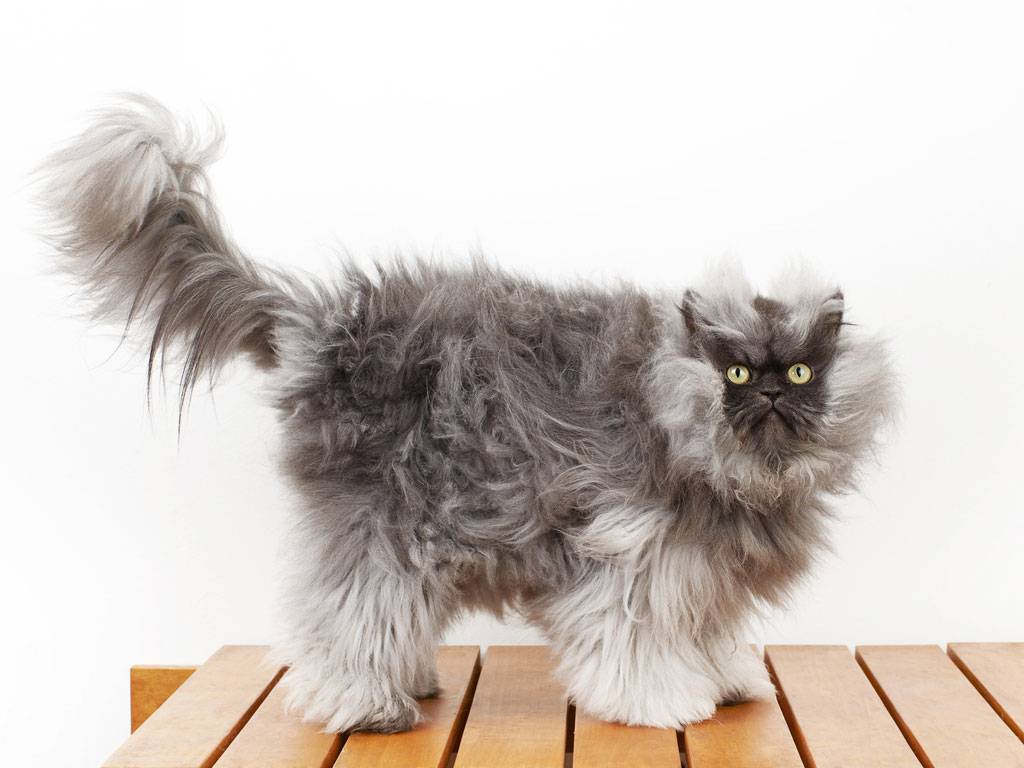 Пушистые породы кошек: весь список официально признанных питомцев (+ фото)