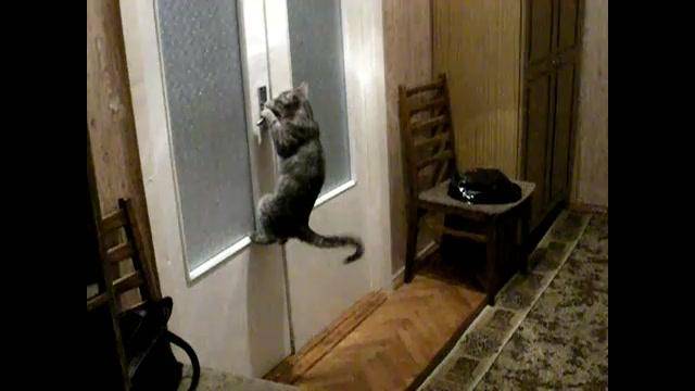 Кошка скребет и открывает дверь в комнату постоянно, как отучить?