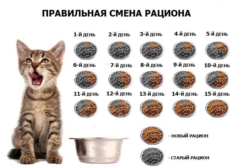 Сколько должен весить котенок: таблица по месяцам