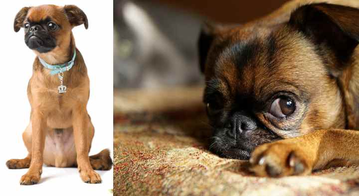 Пти брабансон собака. описание, особенности, уход и цена породы
