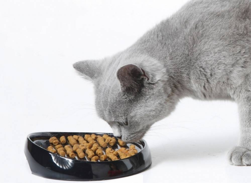 Корм для британских котят: можно ли кормить их сухим кормом? обзор лучших кормов премиум-класса и другие варианты
