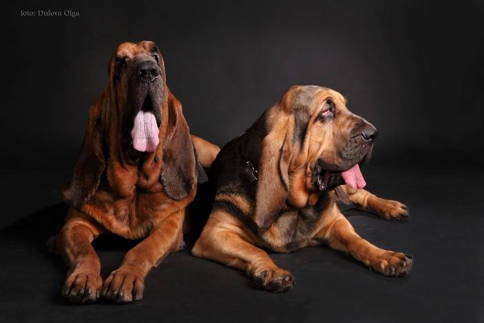 Бладхаунд: верный и преданный друг с благородными манерами. тайная история породы бладхаунд и подробная характеристика собак