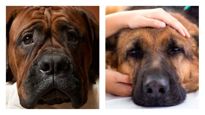Каким должен быть нос у здоровой собаки: причины сухого и горячего носа, возможные болезни