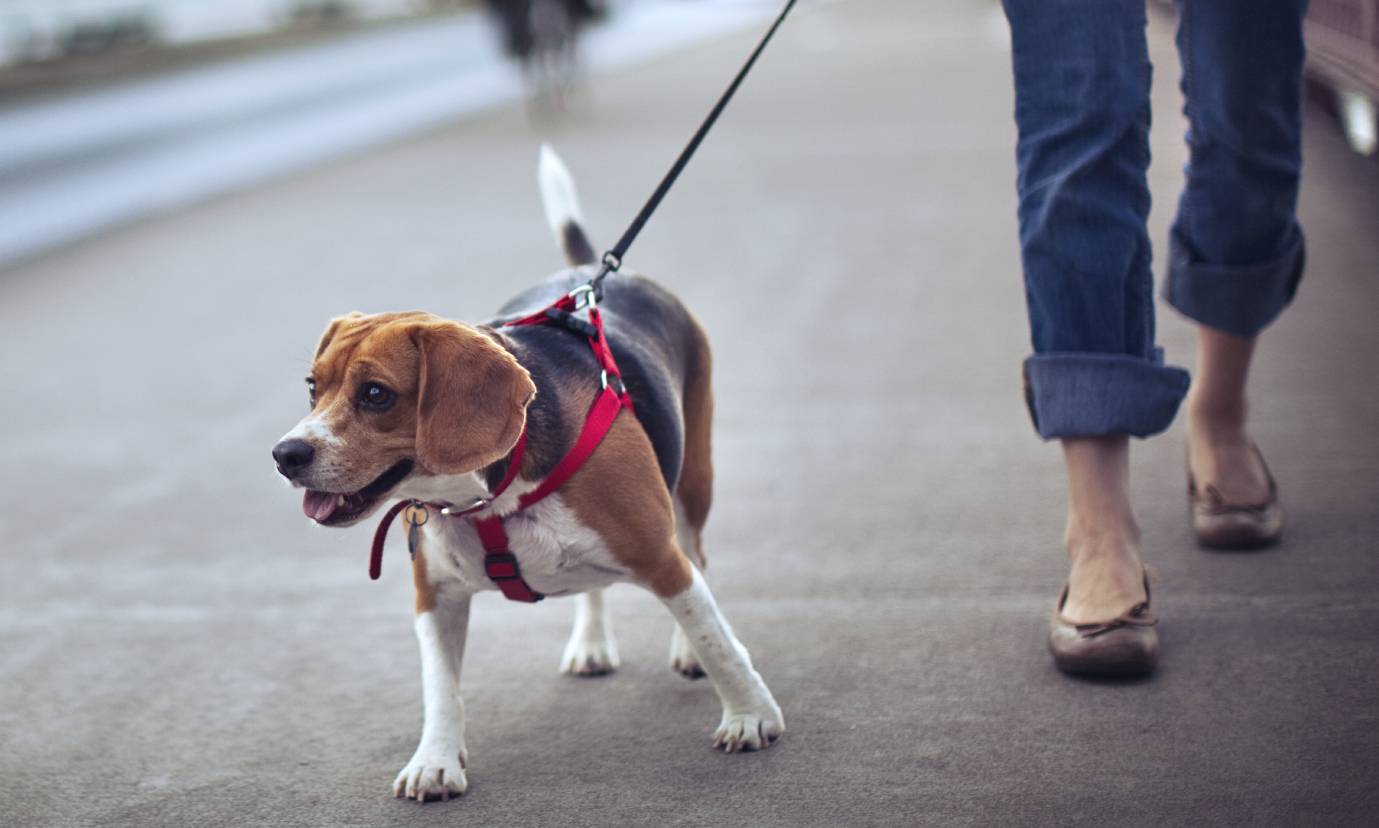 Собака тянет поводок: как отучить щенка тянуть поводок на прогулке? что делать, если он грызет поводок?