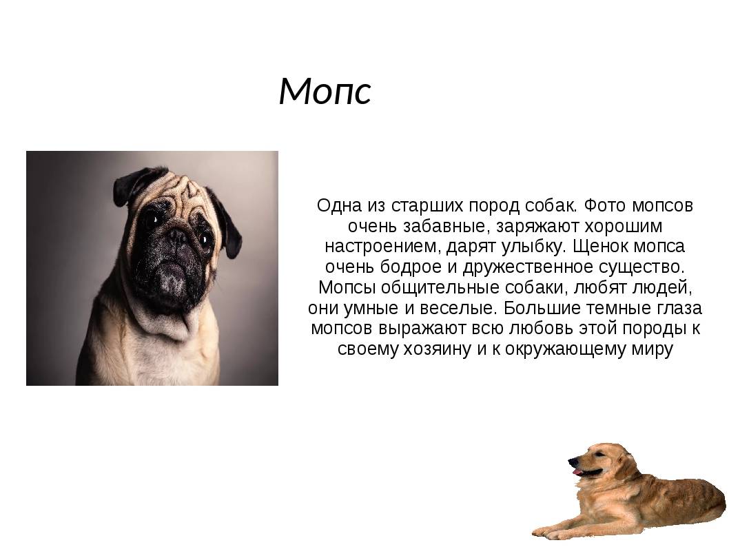 Мопс: описание породы, характер собаки, уход и отзывы