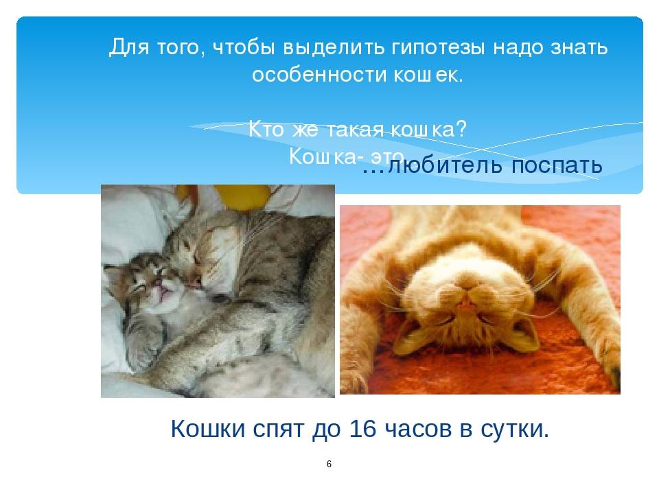 Сколько кошки должны спать: норма сна для котят, котов и кошек