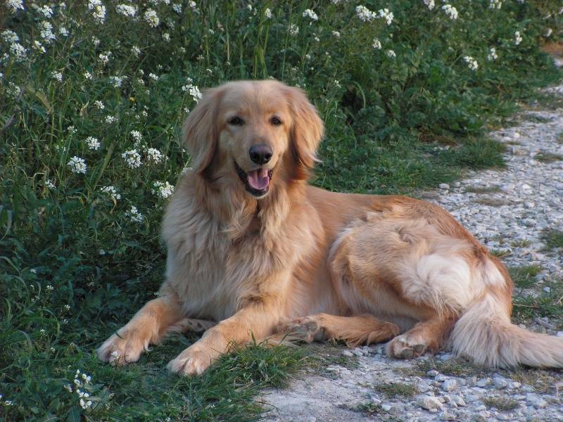 Порода собак ховаварт: фото, описание, стандарты и отзывы владельцев
