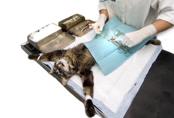 Как проходит стерилизация кошки