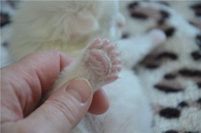Знаете ли вы сколько пальцев у кошки на передних и задних лапах?