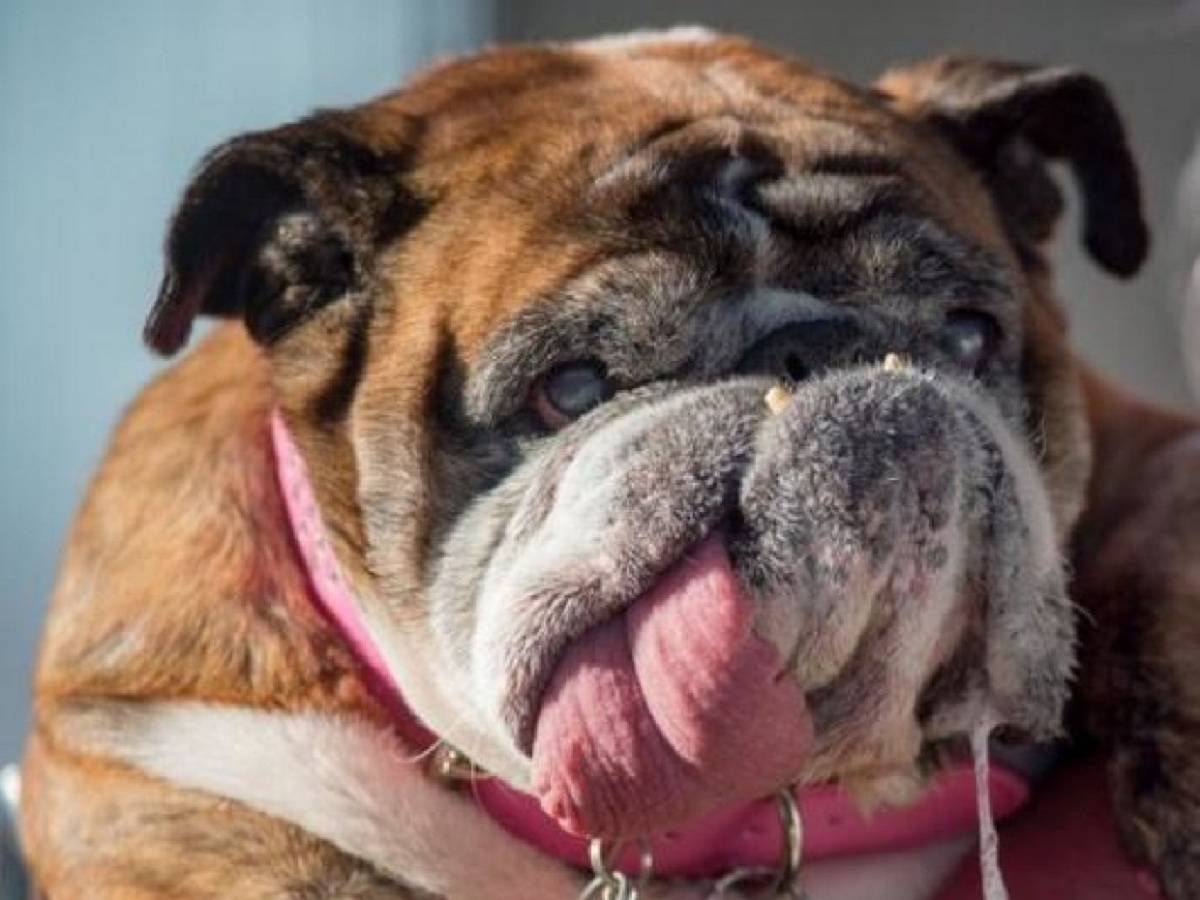 Страшный сон кинолога: 10 самых упрямых и непослушных пород собак