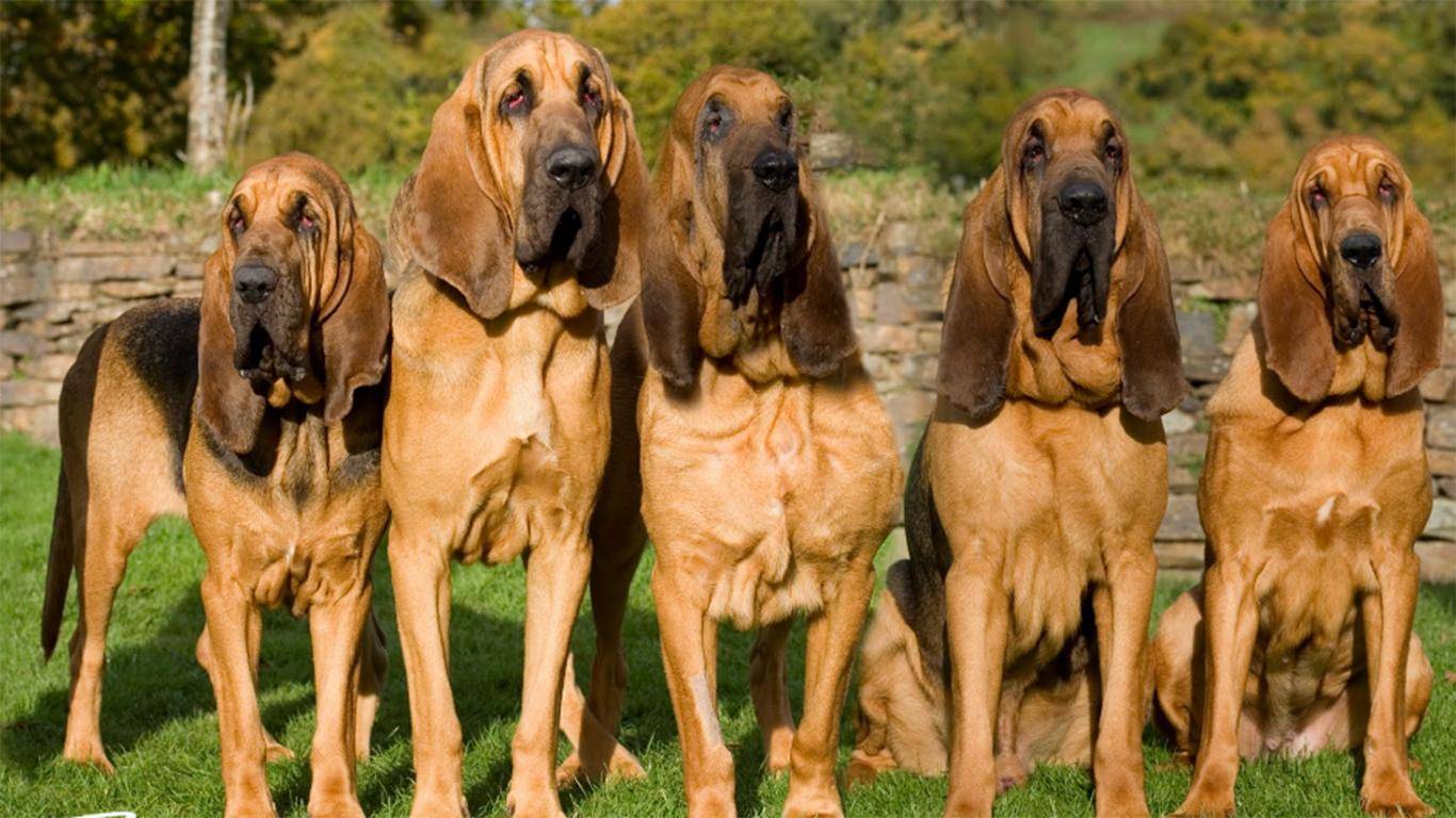 Тайная история породы бладхаунд и подробная характеристика собак