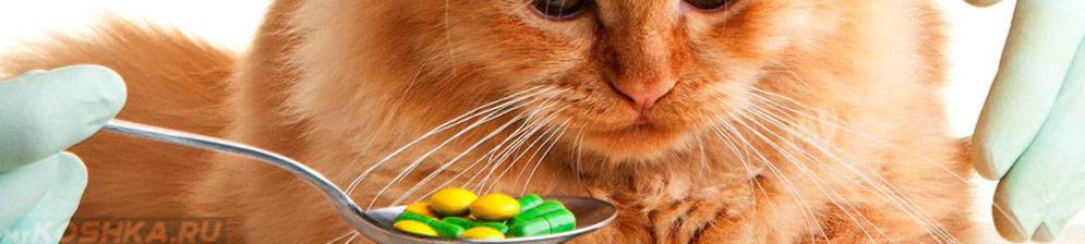 Хронический риносинусит у кошек