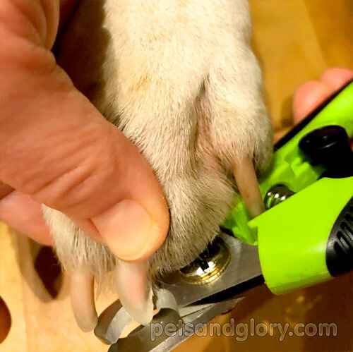 Как подстричь когти собаке в домашних условиях | как стричь