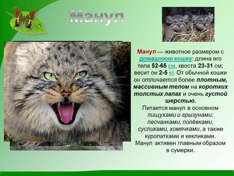 Манул: описание дикого кота, характер, среда обитания и образ жизни, фото