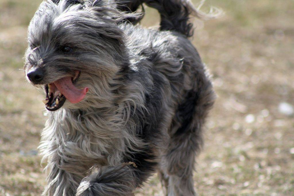 Горная пиренейская собака – описание, характер, уход и содержание