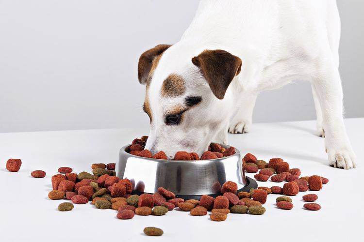 Сколько сухого корма давать собаке в день - таблица и рекомендации