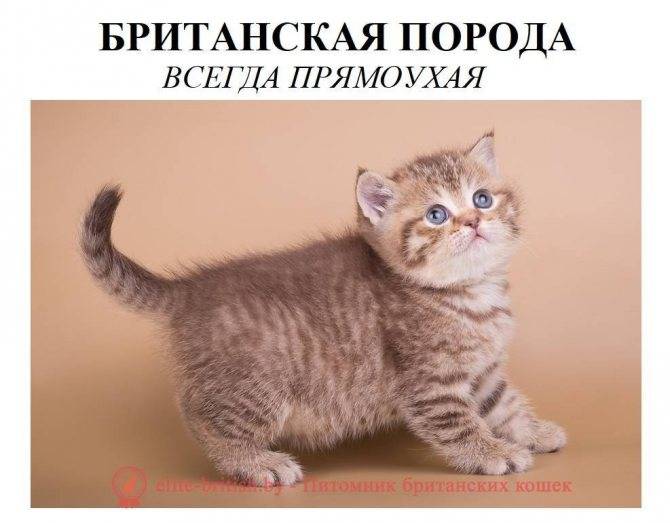 Шотландская кошка: описание окраса и характера породы, уход за шотландцем и его содержание, выбор котёнка, отзывы владельцев, фото кота