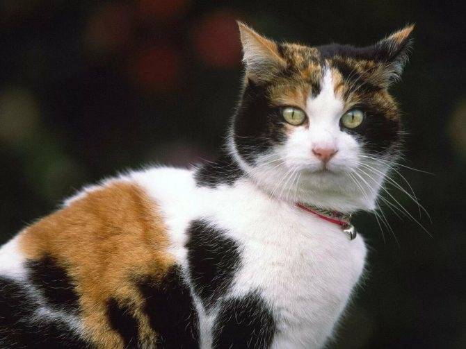 Народные приметы и суеверия: к чему трехцветная кошка в доме