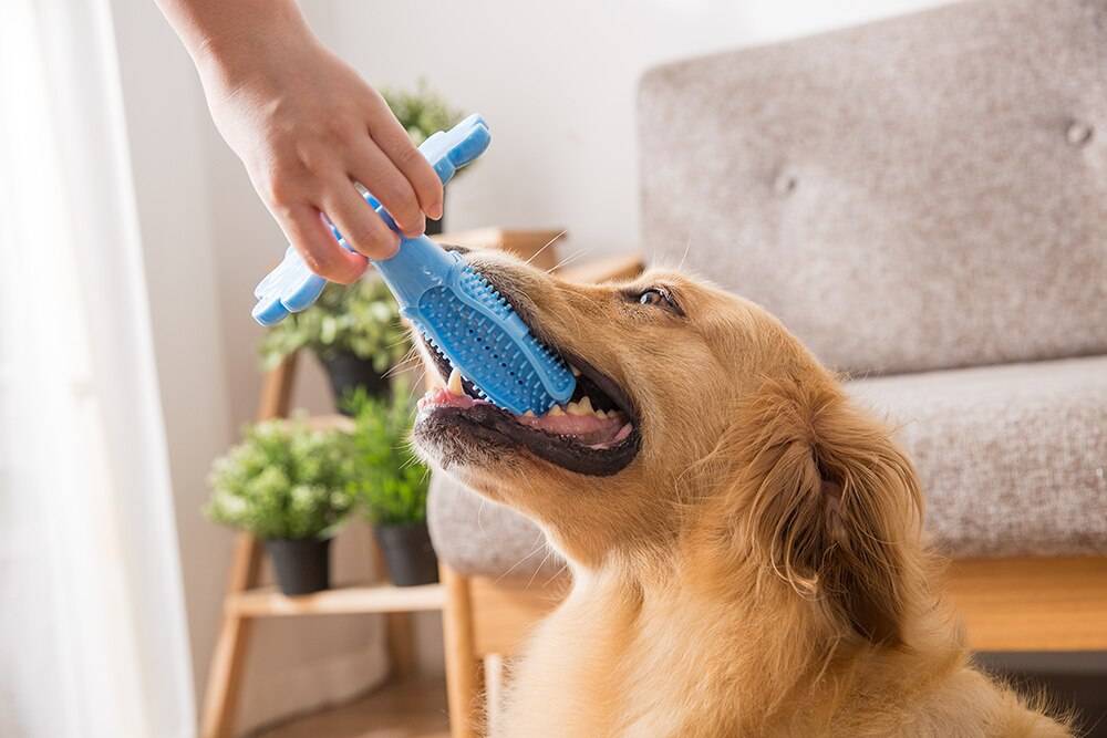 можно ли чистить зубы собаке ирригатором