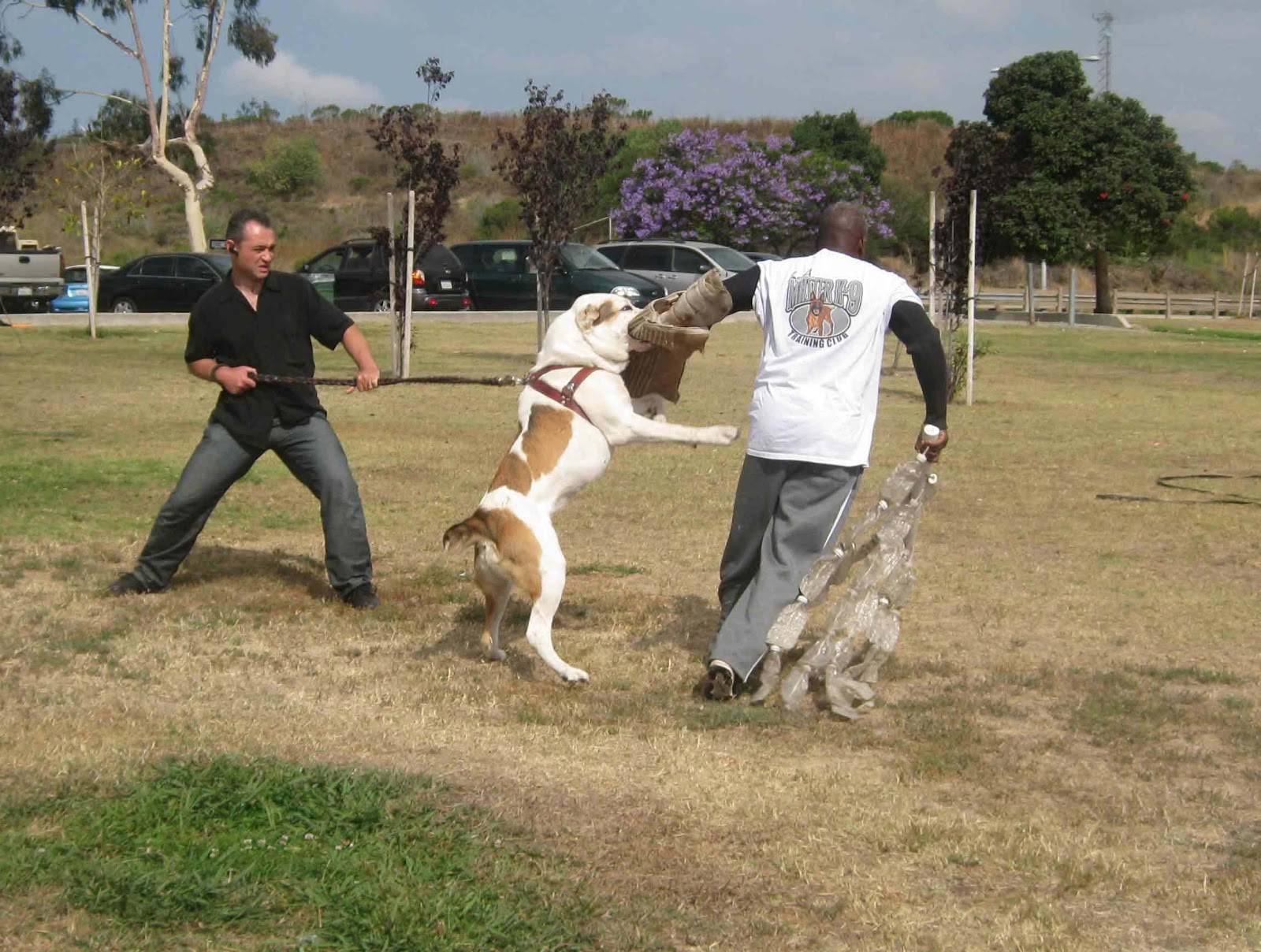 Как правильно дрессировать алабая: дрессировка щенков и взрослых собак