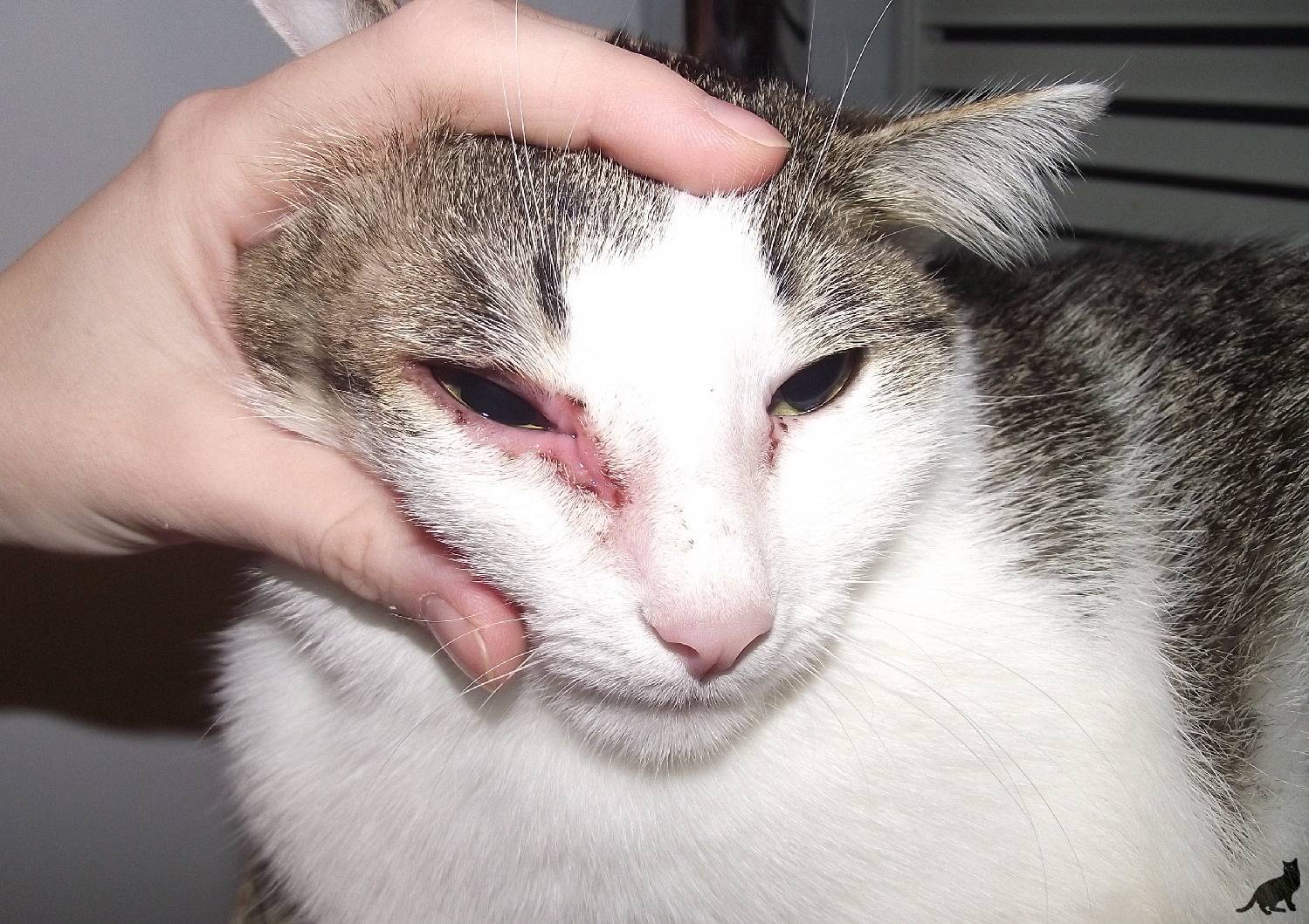 Аллергия на корм у кошек: как выявить и чем лечить